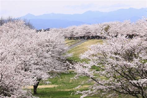 sakura city ujiie.